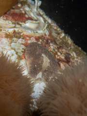 Aeolidia