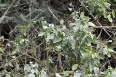 Atriplex lentiformis