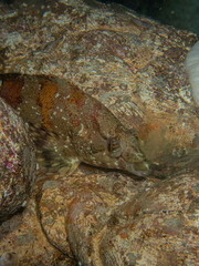 Oxylebius pictus