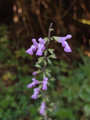 Salvia carnea