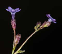 Gilia