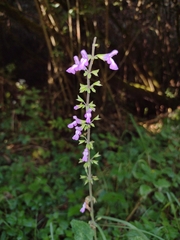Salvia carnea