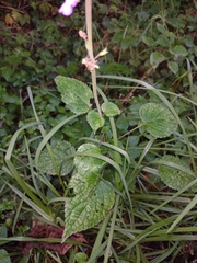 Salvia carnea