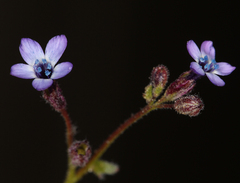 Gilia