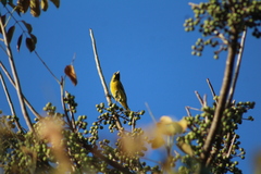 Icterus spurius