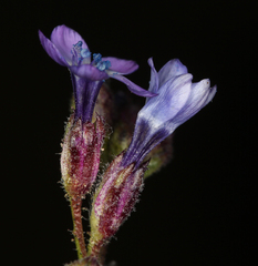 Gilia