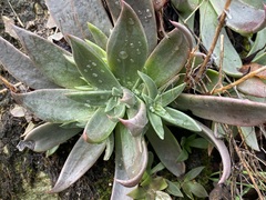 Dudleya cymosa