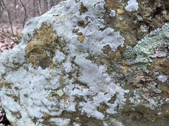 Phlyctis petraea