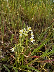 Toxicoscordion fremontii
