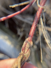 Neolasioptera cornicola