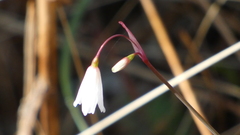 Acis autumnalis