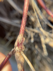 Neolasioptera cornicola