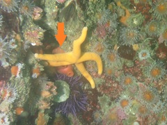 Cnemidocarpa finmarkiensis