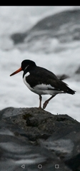 Haematopus ostralegus