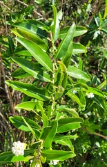Cestrum diurnum