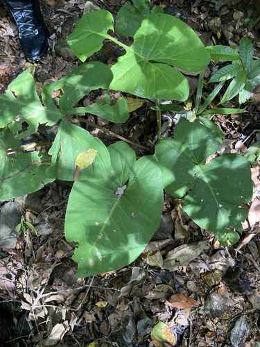 Adelonema wendlandii image
