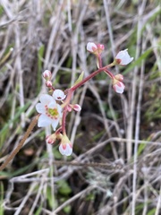 Micranthes californica
