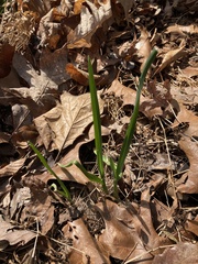 Allium tricoccum