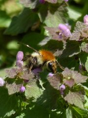 Bombus muscorum
