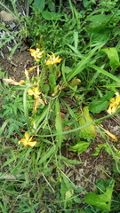 Echeandia flavescens
