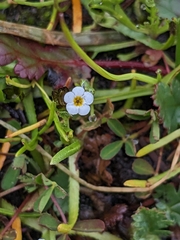 Plagiobothrys scouleri