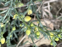 Thamnosma texana
