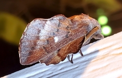 Phyllodesma occidentis