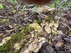 Hypomyces aurantius
