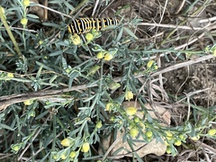 Thamnosma texana