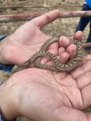 Hypsiglena ochrorhynchus