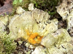 Hypomyces aurantius