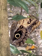 Caligo brasiliensis