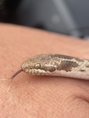 Hypsiglena ochrorhynchus