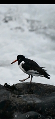 Haematopus ostralegus