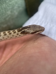 Hypsiglena ochrorhynchus