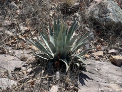 Agave palmeri