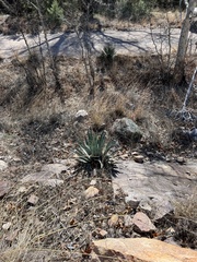 Agave palmeri