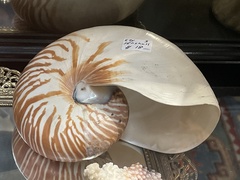 Nautilus