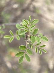 Indigofera