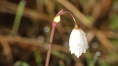 Acis autumnalis