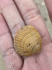 Chione elevata