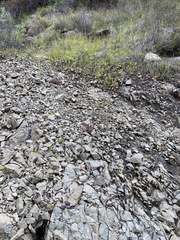 Dudleya abramsii setchellii