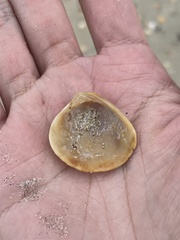 Chione elevata