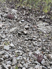 Dudleya abramsii setchellii