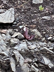 Dudleya abramsii setchellii