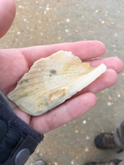 Cyrtopleura costata