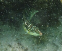 Halichoeres nebulosus