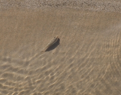 Torquigener pleurogramma