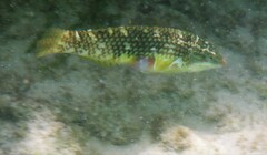 Halichoeres nebulosus