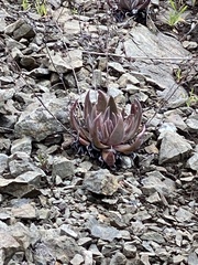 Dudleya abramsii setchellii